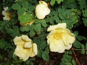 ROSA HUGONIS (Specie)